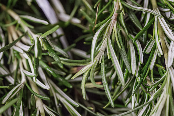 Fresh rosemary herb leaves used in cooking